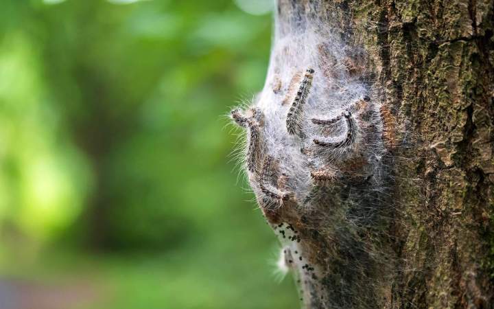 Lutte contre les chenilles processionnaires et leurs dangers