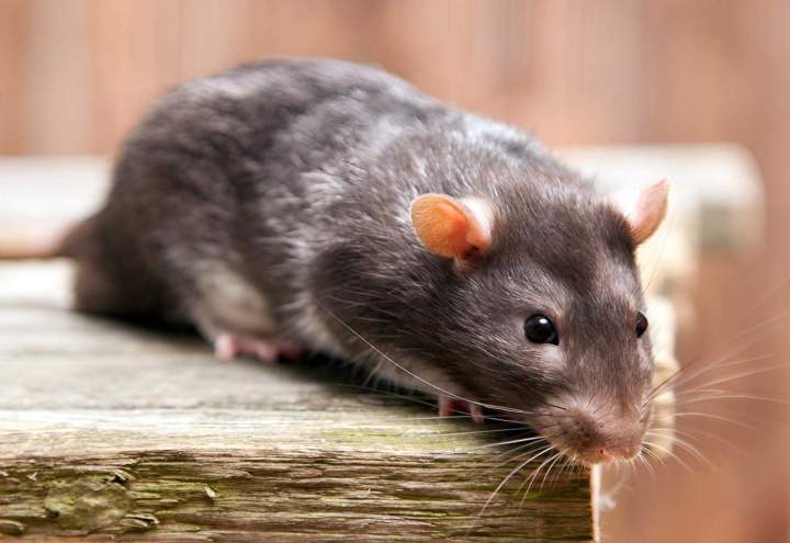 Régulation rongeurs Gannat