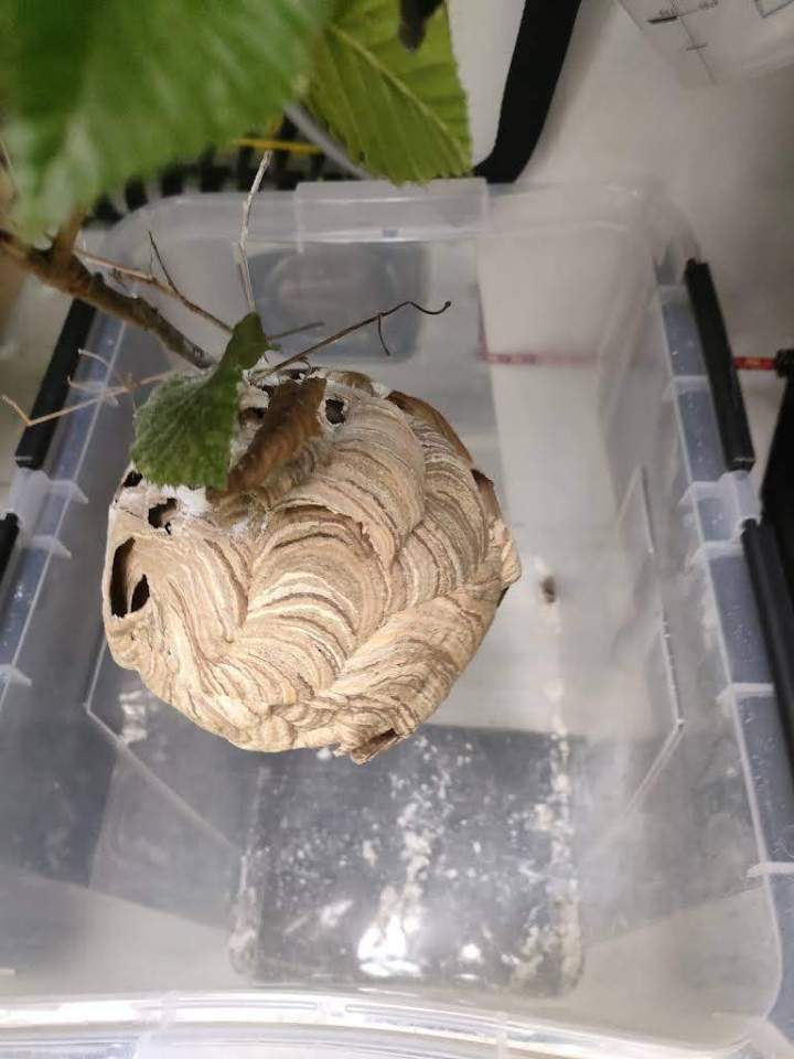 Traitement chenille processionnaire Gannat