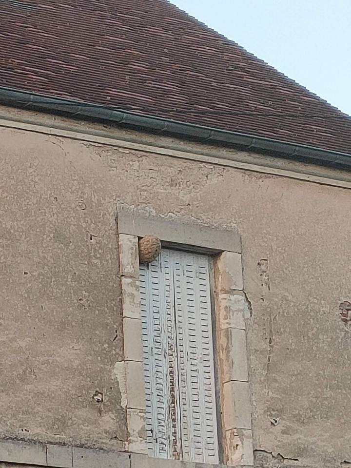 Service traitement processionnaire Gannat