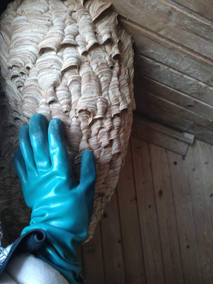 Éradication chenilles processionnaires Gannat