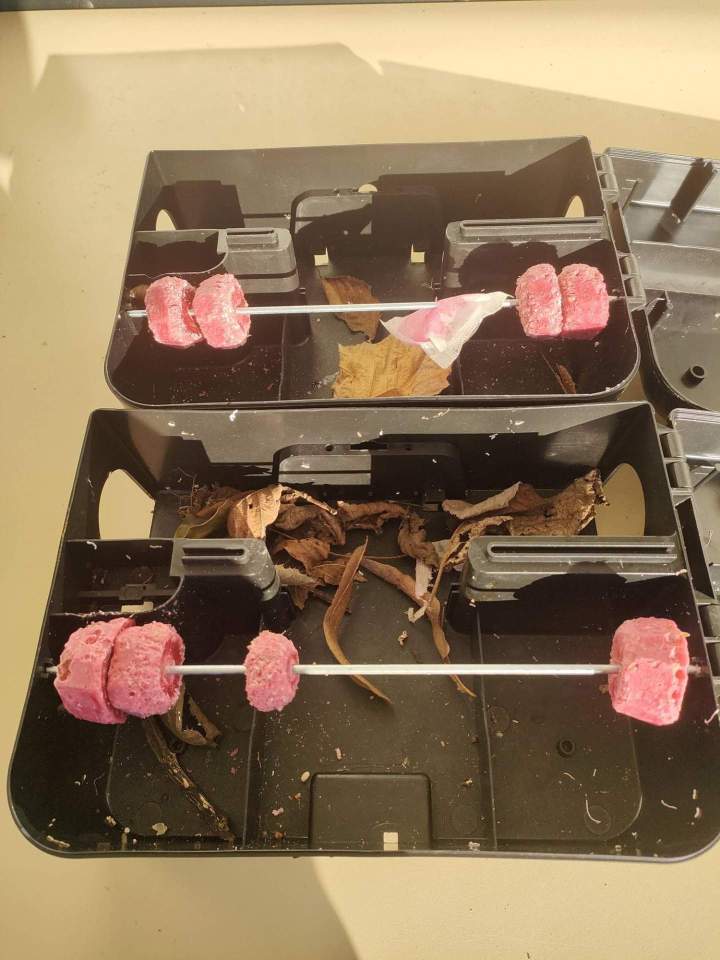 Lutte anti-rongeurs Gannat