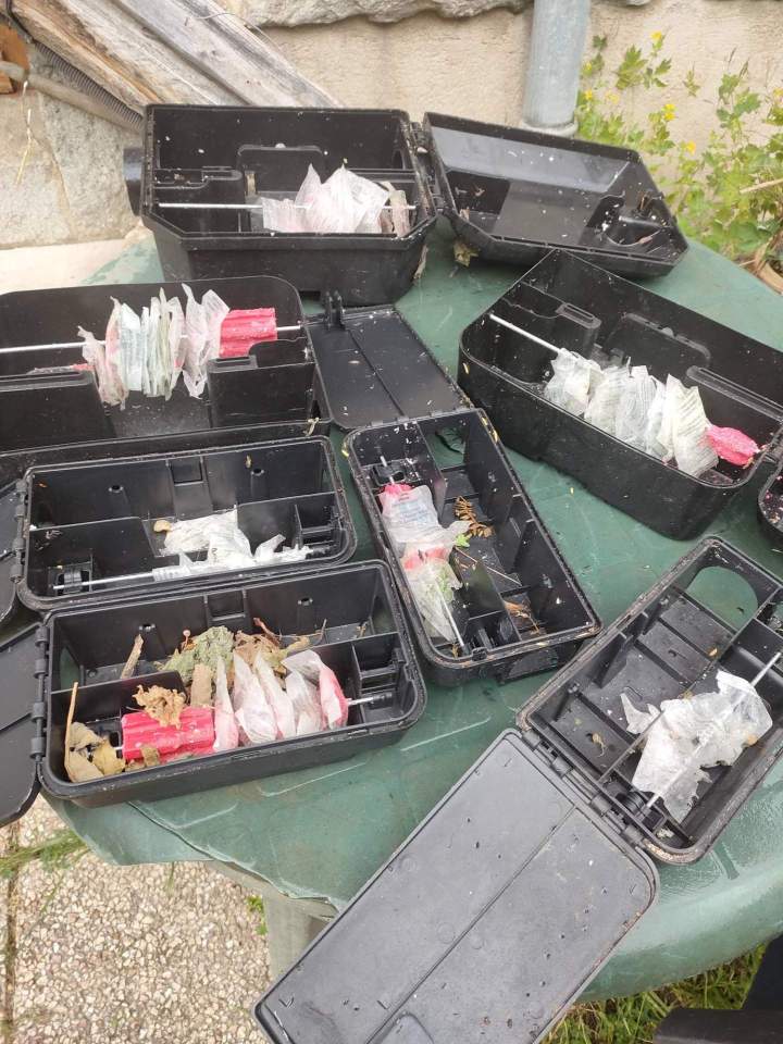 Désinsectisation professionnelle Gannat