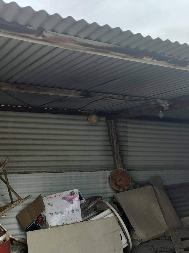 Éradication chenilles processionnaires Gannat