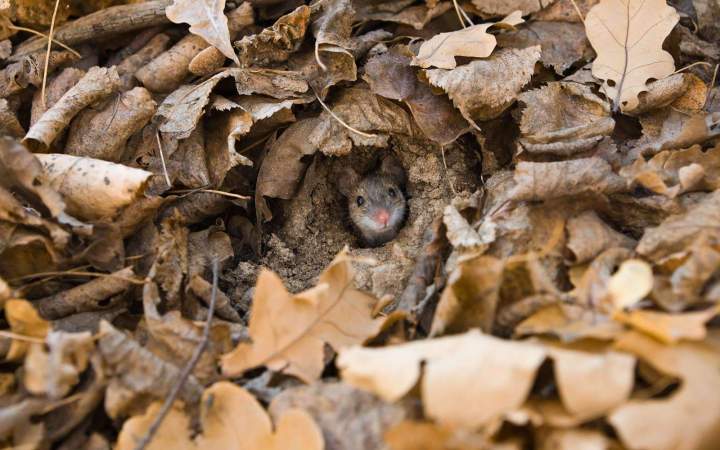 Lutte anti-rongeurs Gannat