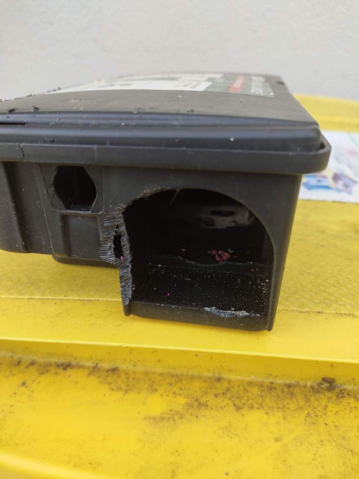 Désinsectisation professionnelle Gannat