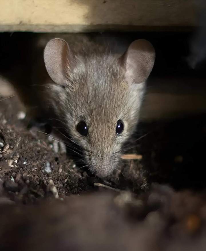 Service de dératisation Gannat