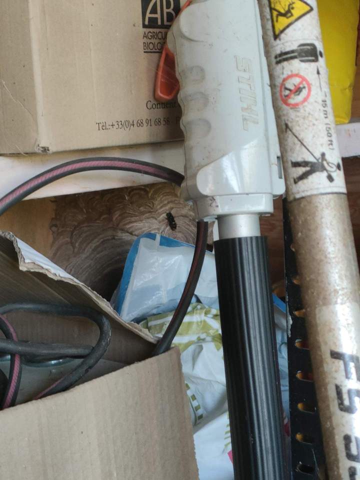 Élimination chenilles processionnaires Gannat