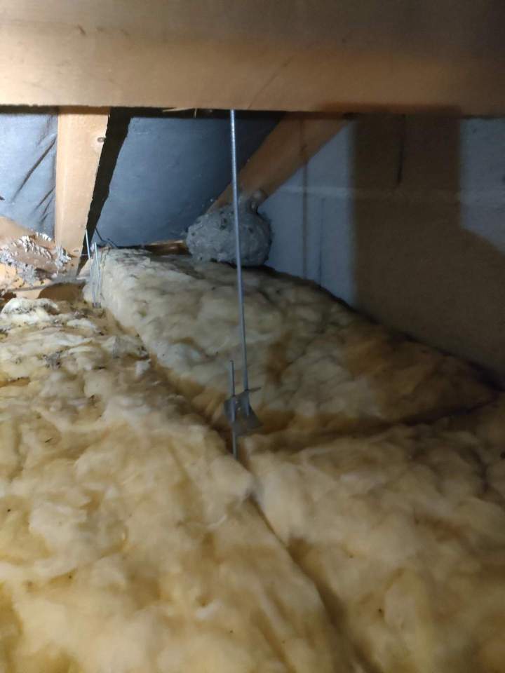 Traitement chenille processionnaire Gannat