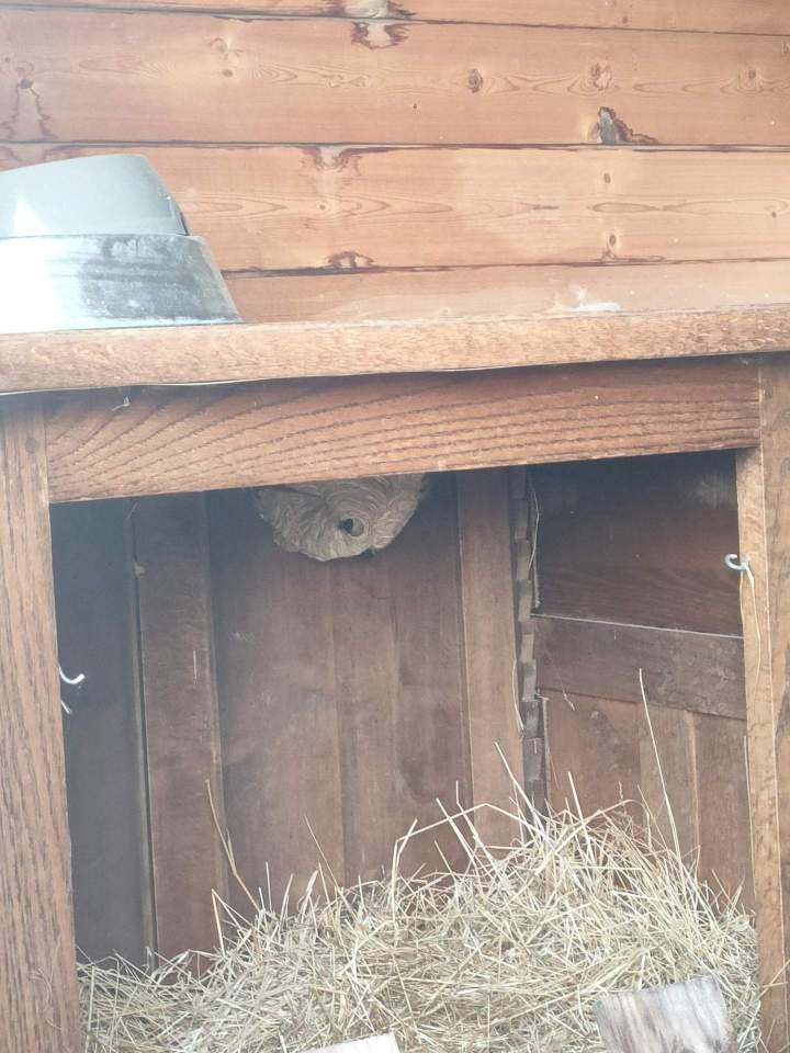 Traitement infestation chenilles processionnaires Gannat