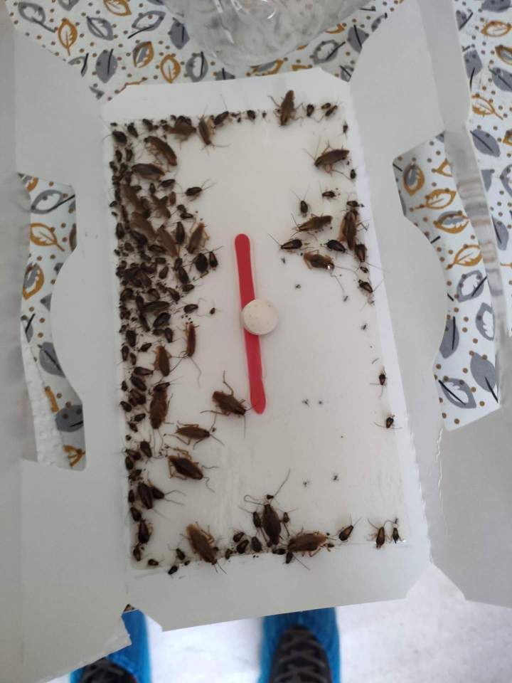 Éradication nuisibles Gannat