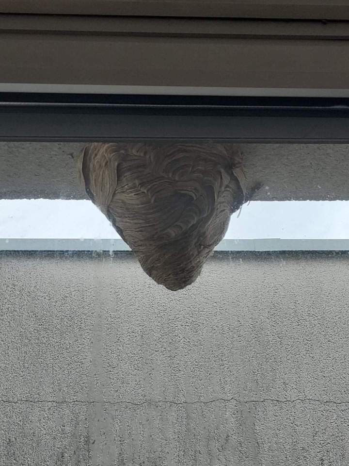 Traitement chenille processionnaire Gannat