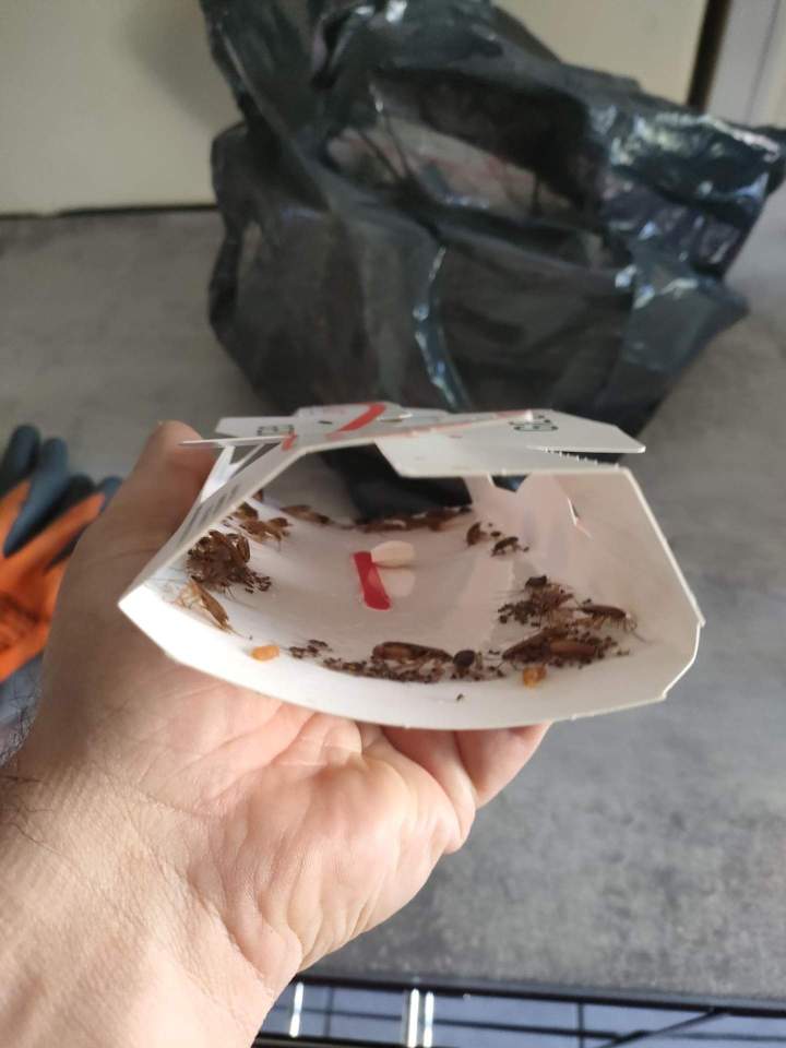 Traitement anti-insectes Gannat