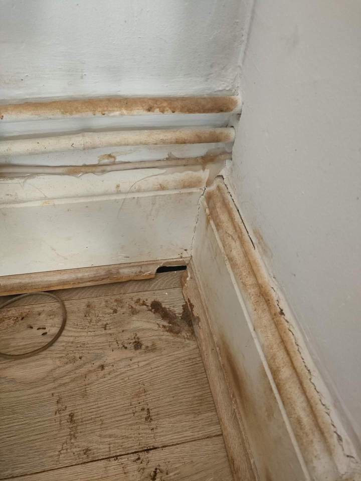 Éradication nuisibles Gannat