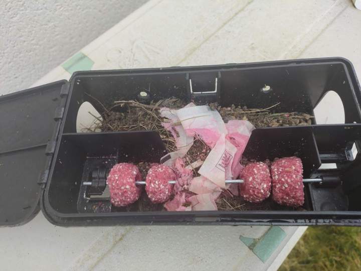 Dératisation rapide Gannat