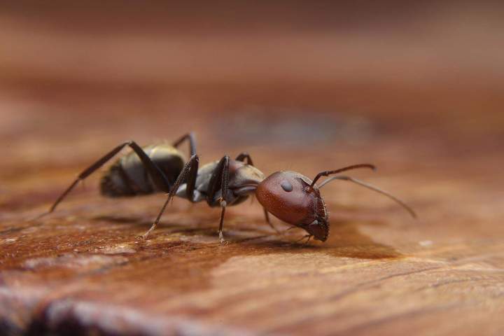 Invasion de fourmis Gannat