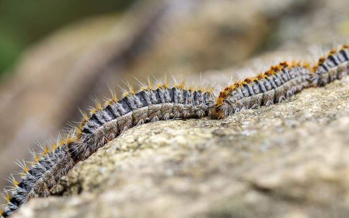 Traitement chenille processionnaire Gannat