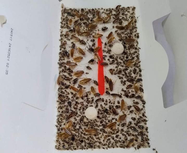 Piégeur agréé Gannat