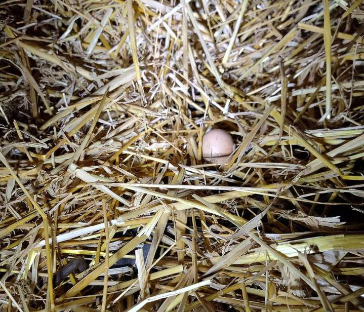 Piégeur certifié Gannat