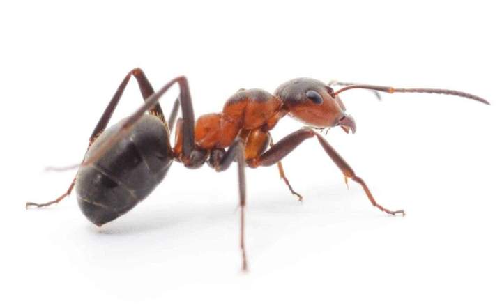 les causes courantes des infestations de fourmis a la maison 1024x630
