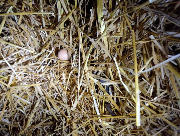 piege a oeuf fouine vichy