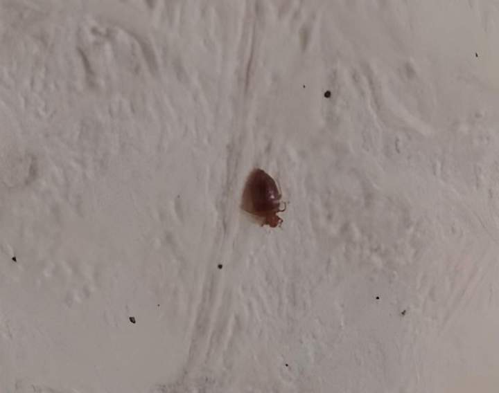 punaise de lit vichy